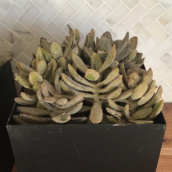 Three Faux Succulents In Distressed Metal Planters - Picture 5 of 6